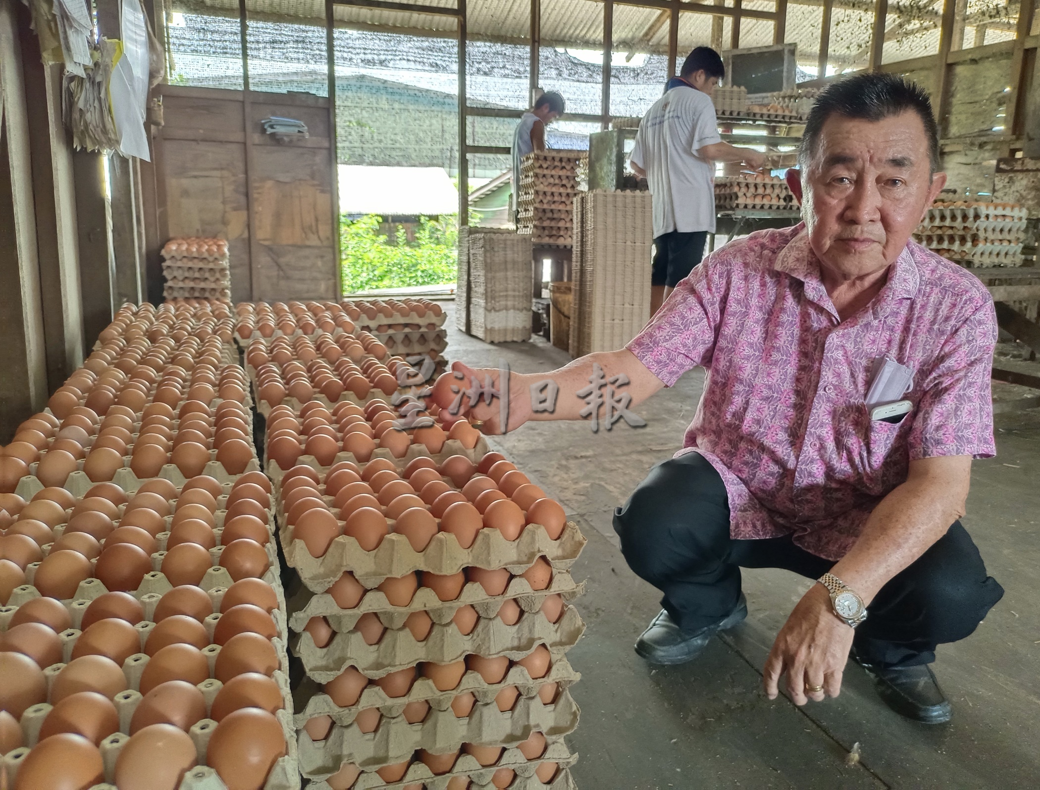 若政府长期执行进口政策人民将吃进口贵蛋
