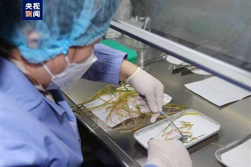 神舟十四号带回科学实验样品 太空种稻吸睛
