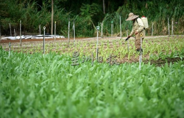 租用荒废农地耕种 外劳从打工仔变老板