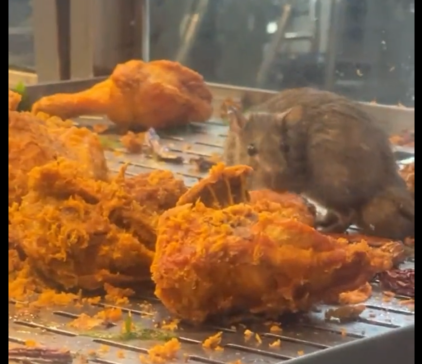 老鼠爬食架舔炸鸡 隆嘛嘛被令关14天+6罚单 