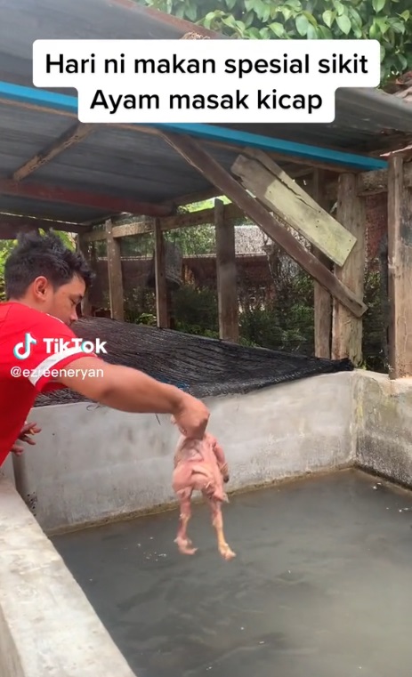 视频|疯狂吞噬鸡只感觉恶心 网惊“鲶鱼是食人鱼种”