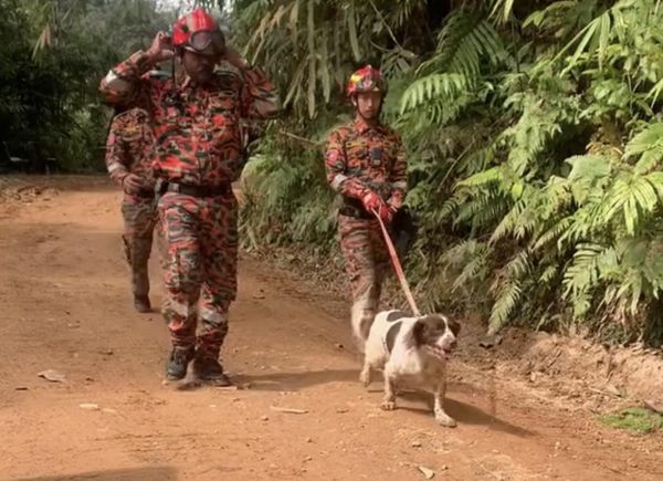 辛苦了!蕉赖兽医团队动员 为K9搜救犬做紧急护理