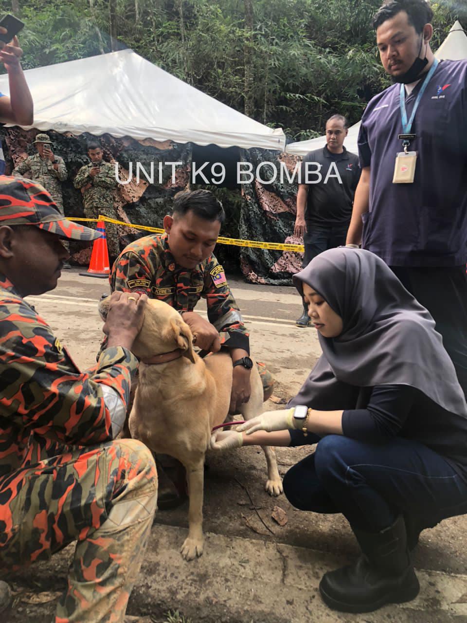 辛苦了!蕉赖兽医团队动员 为K9搜救犬做紧急护理