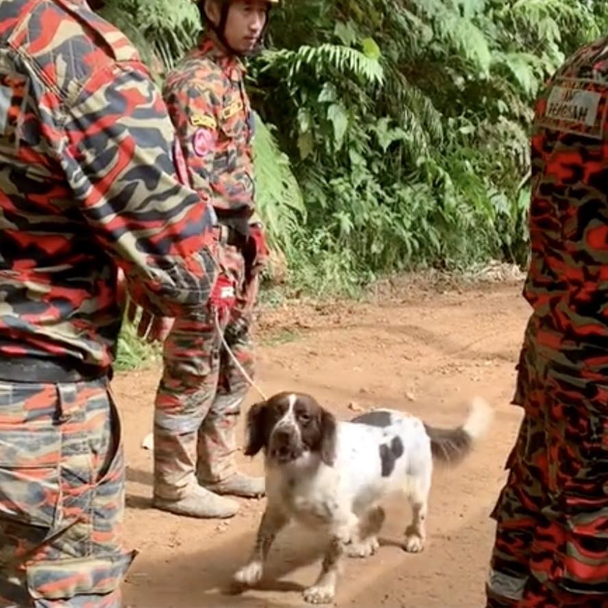 辛苦了!蕉赖兽医团队动员 为K9搜救犬做紧急护理