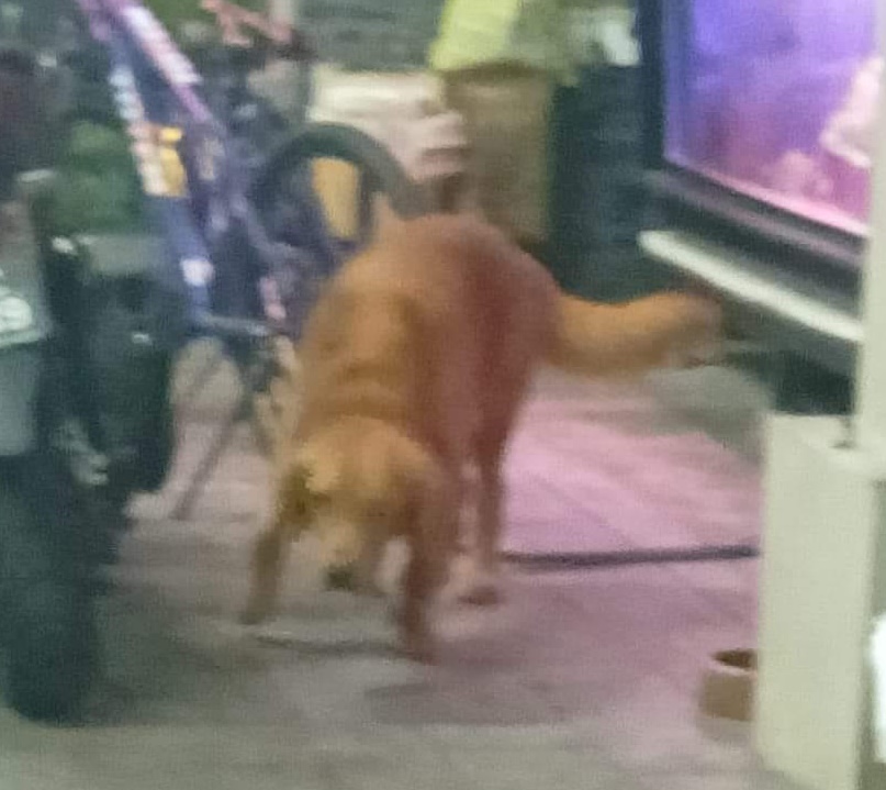 邻居家犬咬伤男童，童父：邻居付20令吉打发