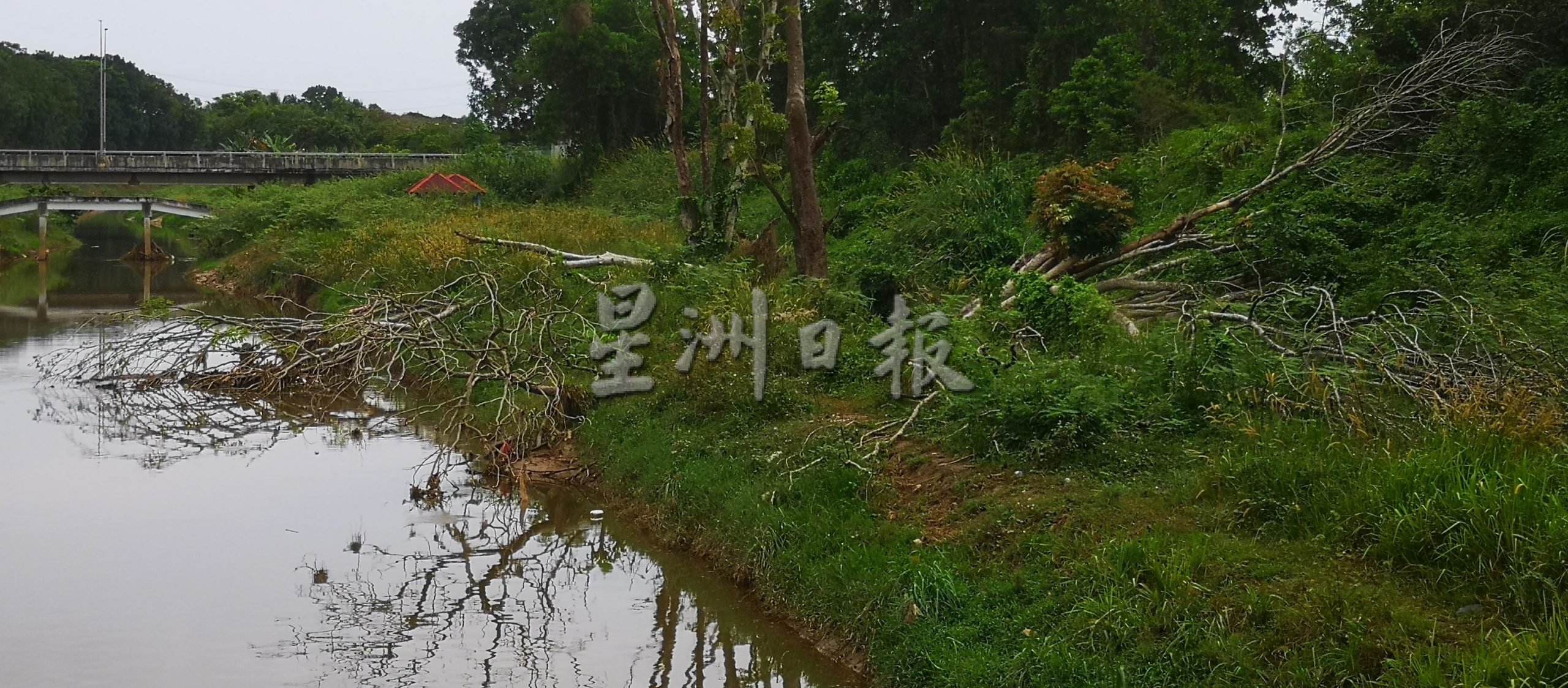 （古城第三版主文）古鲁蒙遮兰河杂草丛生 枯树倒下不利排水恐肇闪电水灾