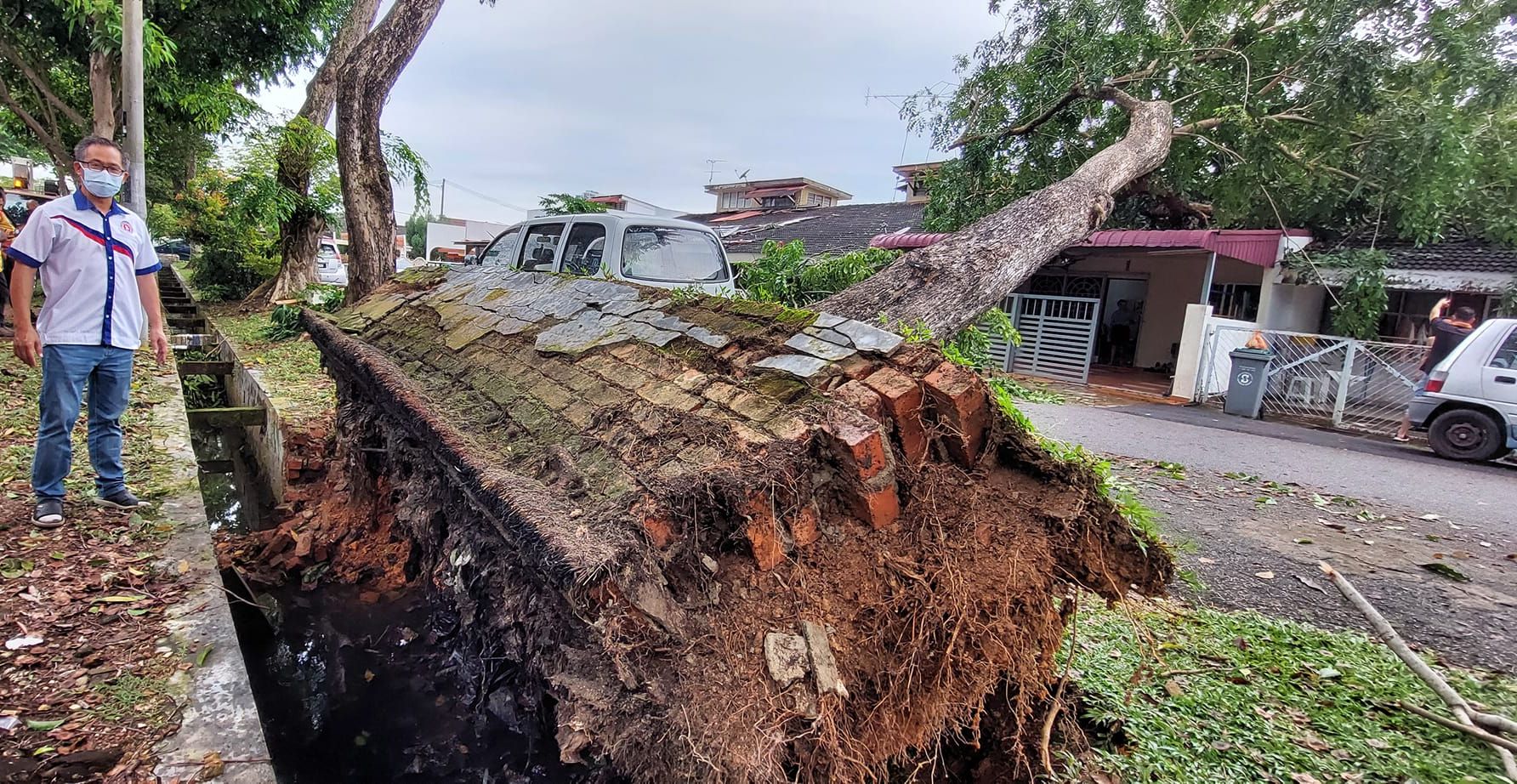 (古城第六版主文)倒下的大树附满填海时的垃圾