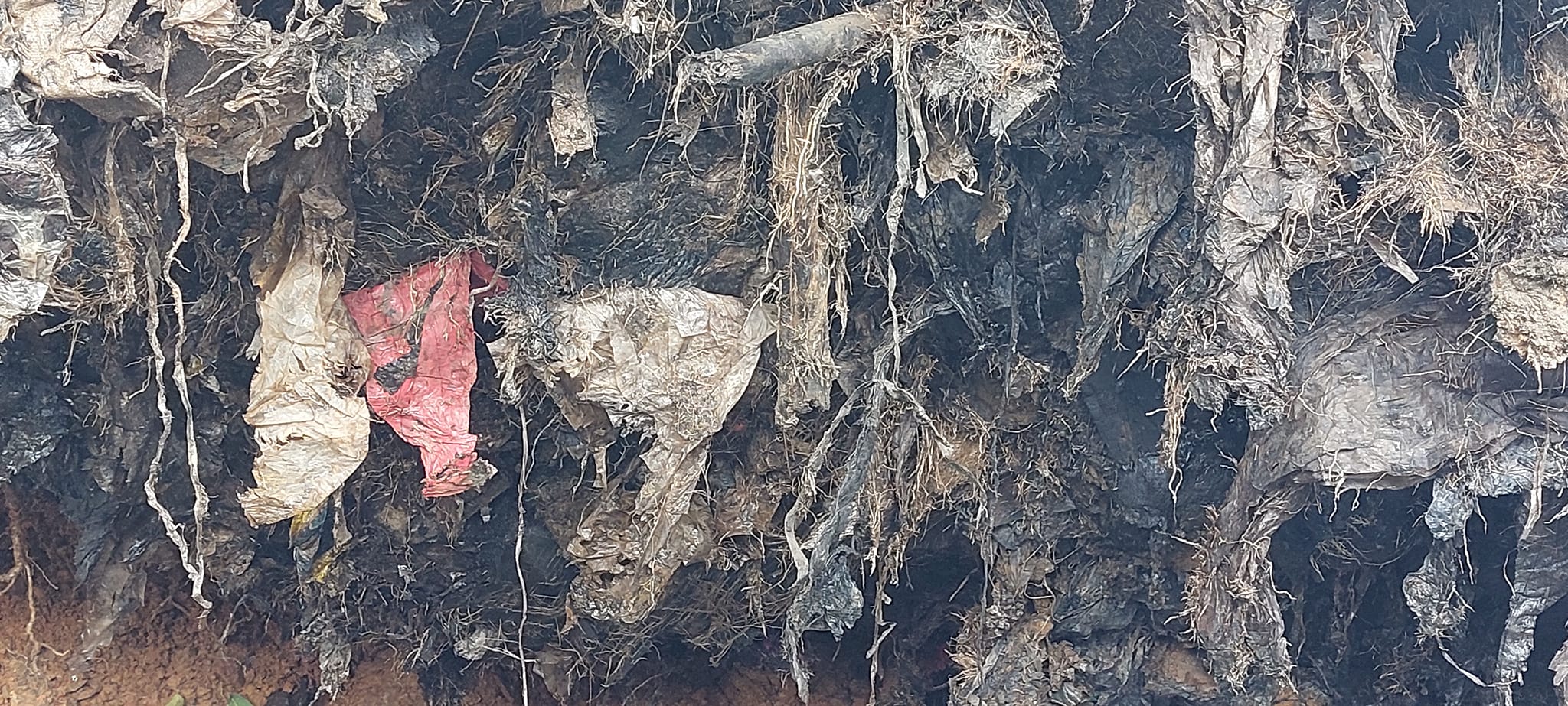 (古城第六版主文)倒下的大树附满填海时的垃圾