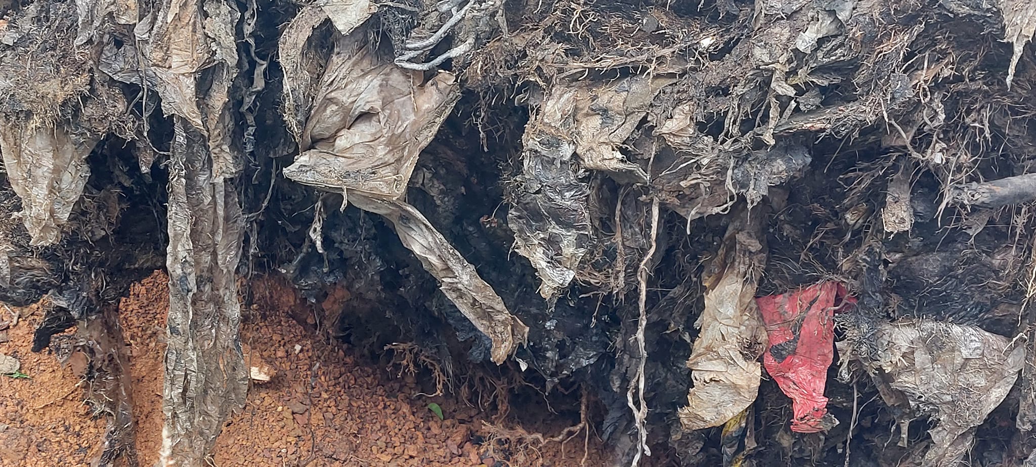 (古城第六版主文)倒下的大树附满填海时的垃圾