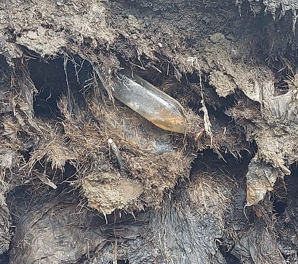 (古城第六版主文)倒下的大树附满填海时的垃圾