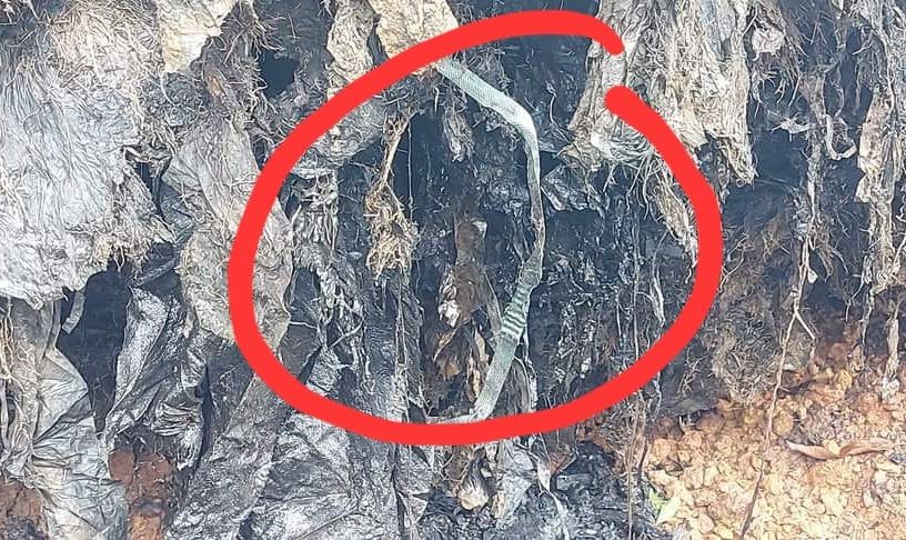 (古城第六版主文)倒下的大树附满填海时的垃圾