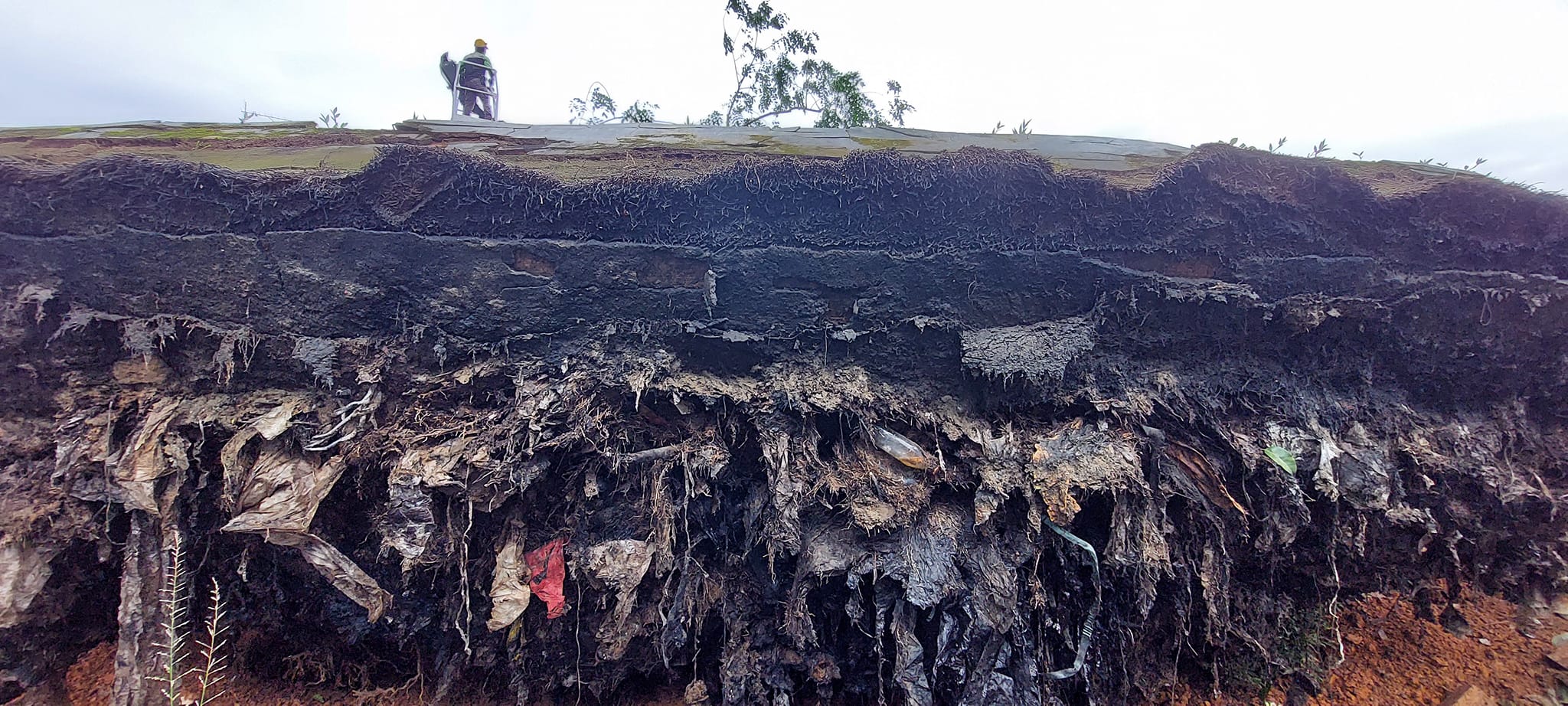 (古城第六版主文)倒下的大树附满填海时的垃圾