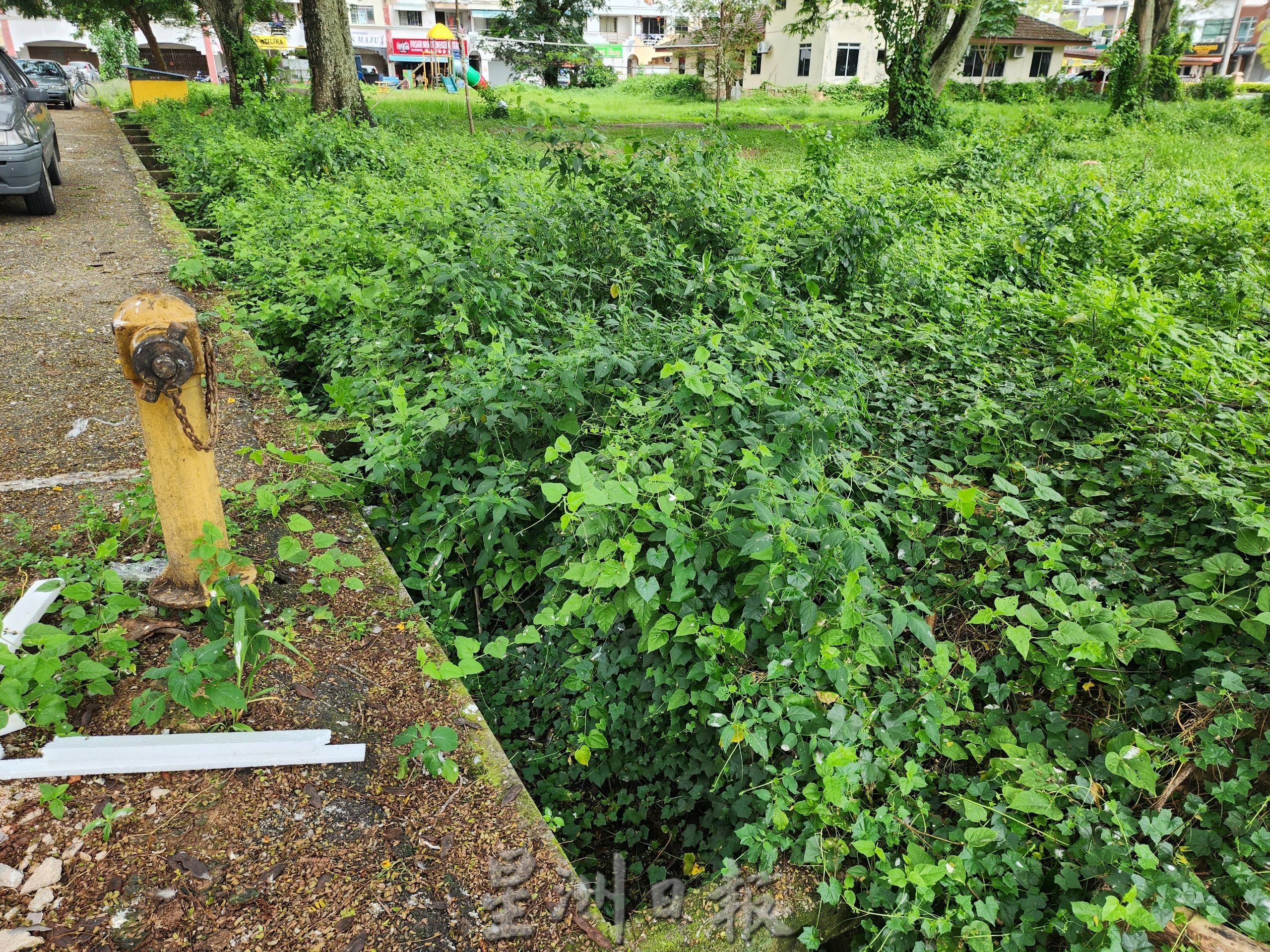 （古城第四版主文）哥打拉沙马那乌达玛公寓2个月没割草，逐渐成“小森林”