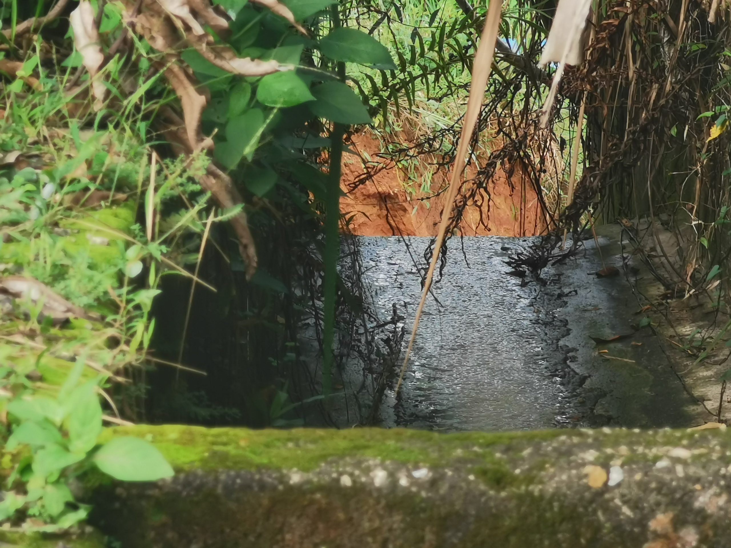 (大北马)从一个大坑洞恶化至触目惊心土崩!珍雅花园排洪沟前方大面积土崩令人忧!