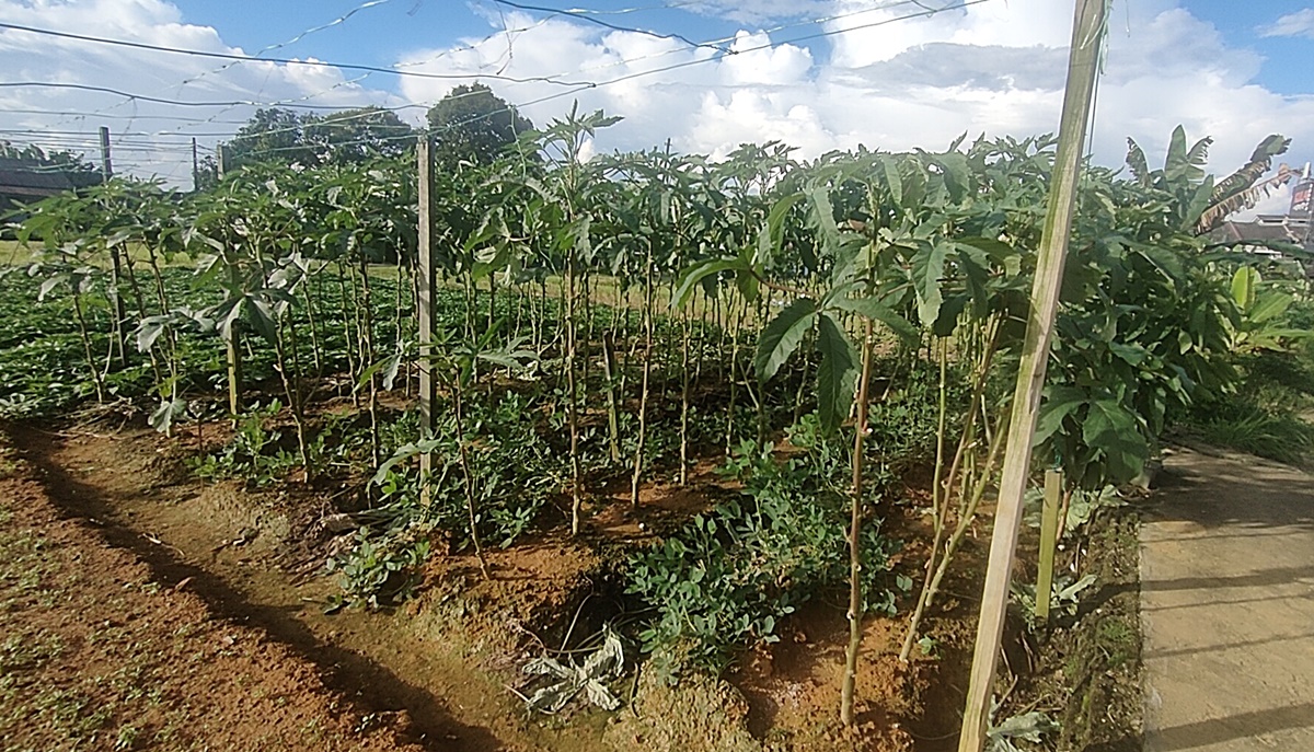 (已签发)柔:封面特稿:SME城湿地、老街草皮屋、市区菜园,介绍古来新打卡风景线