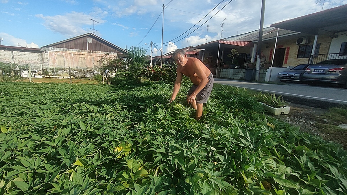 (已签发)柔:封面特稿:SME城湿地、老街草皮屋、市区菜园,介绍古来新打卡风景线