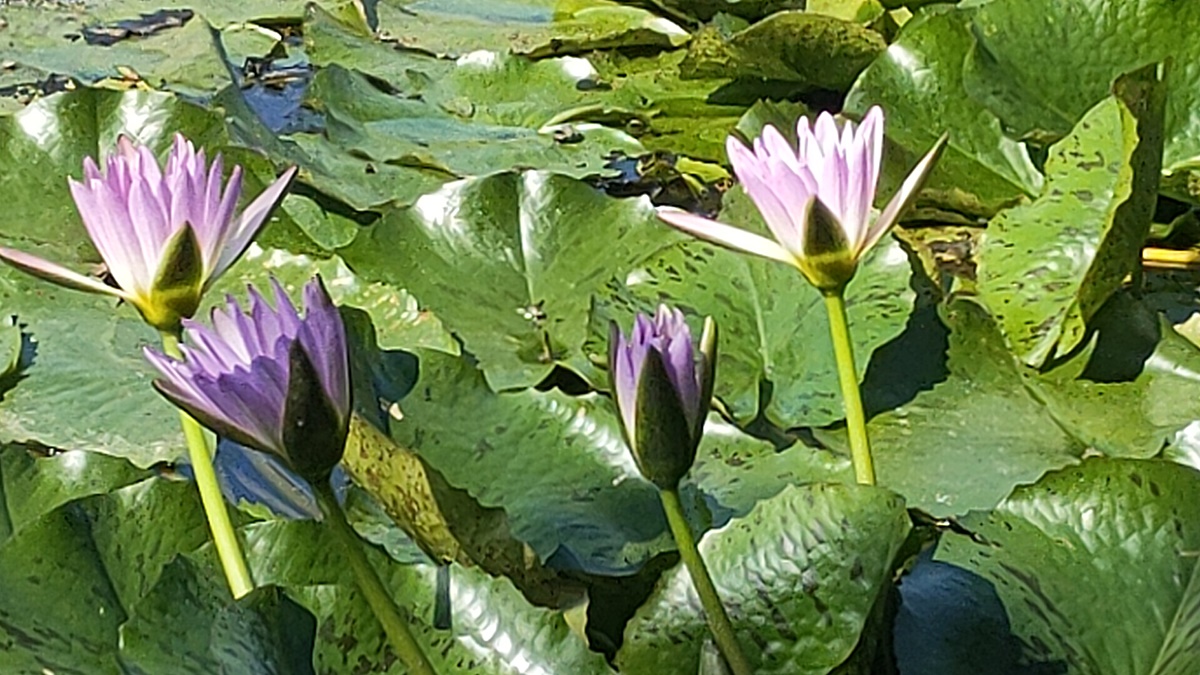 (已签发)柔:封面特稿:SME城湿地、老街草皮屋、市区菜园,介绍古来新打卡风景线