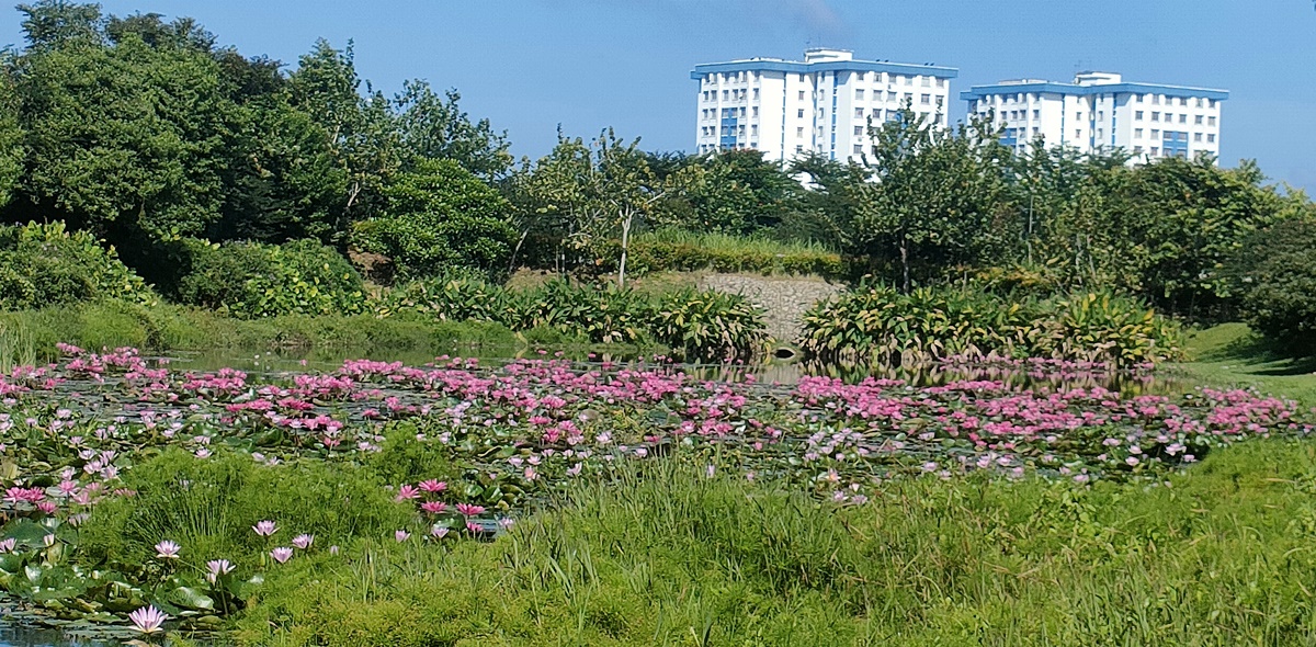 (已签发)柔:封面特稿:SME城湿地、老街草皮屋、市区菜园,介绍古来新打卡风景线