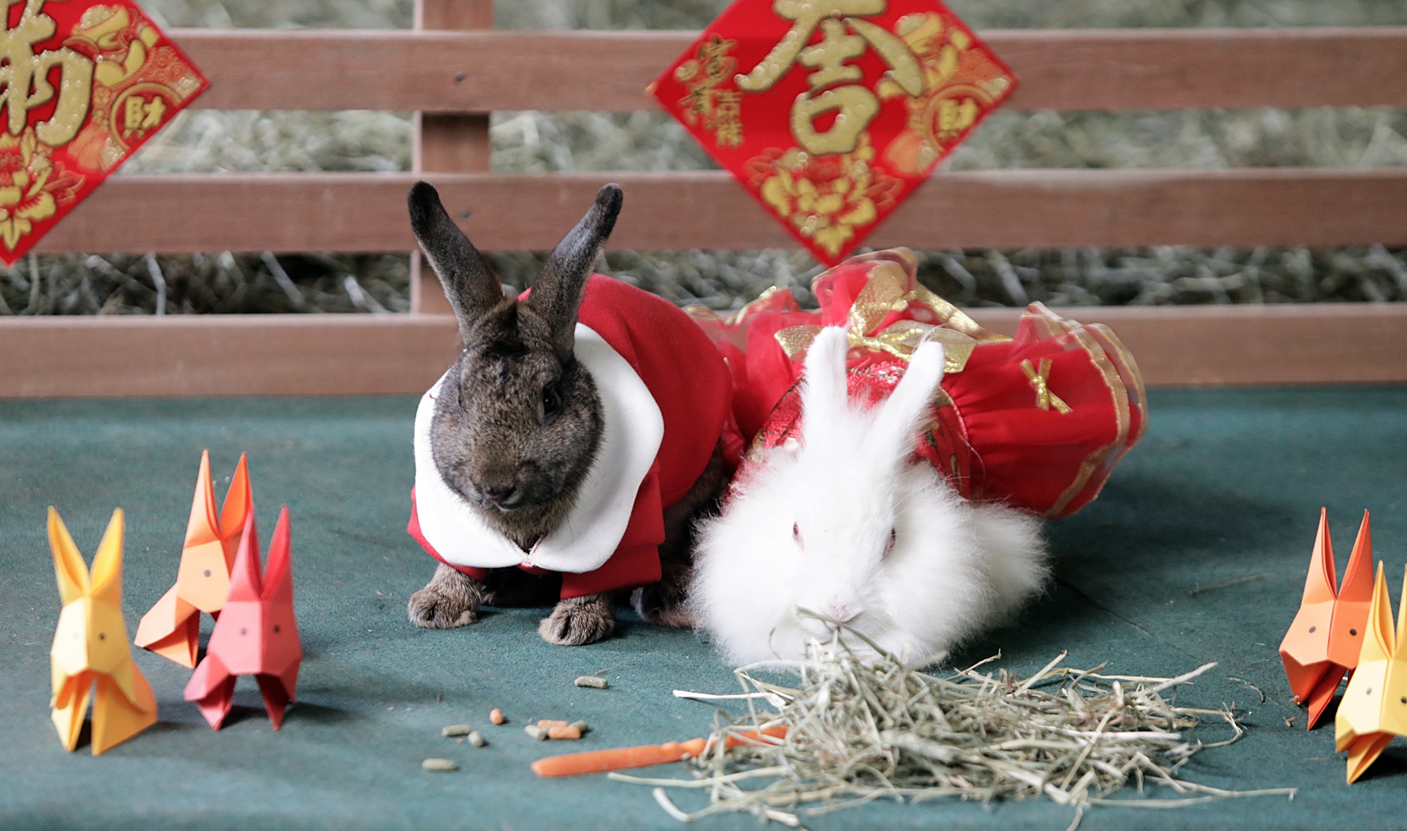 1月18日见报-大都会新年专题/城の农场兔子园 11图