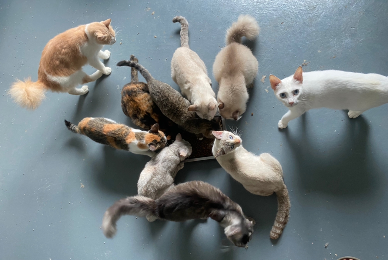 ​有故事的人：爱猫者收养流浪猫设收容所