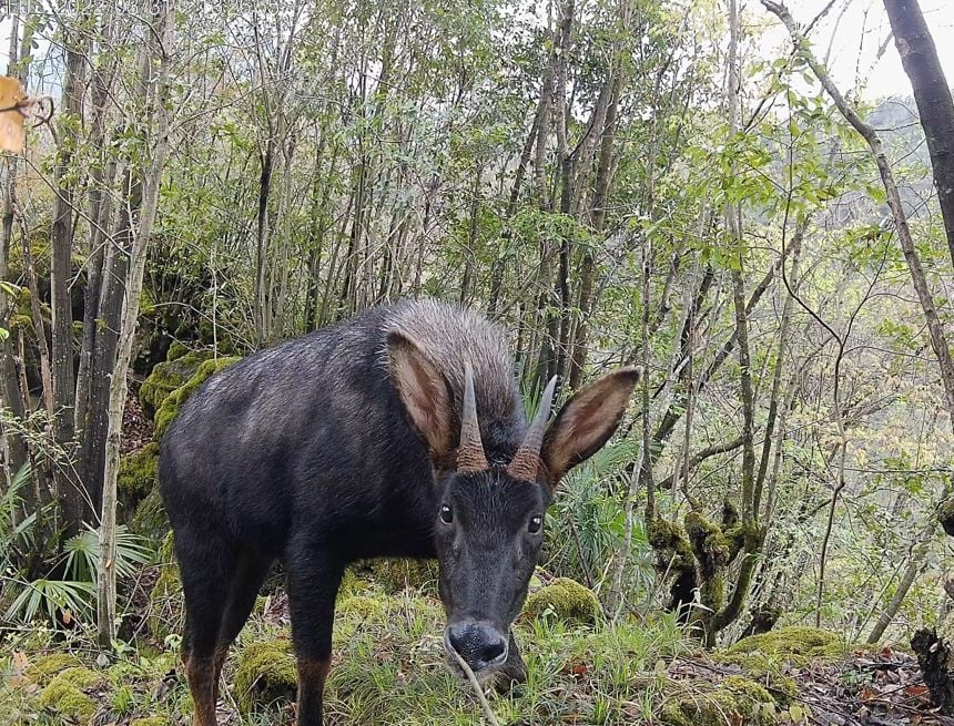 “天马神兽”真现世!正面清晰画面曝光