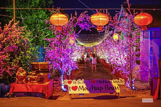 【新村年味：马六甲马接峇鲁新村／03】梅花绽放，红粉飞舞迎春节