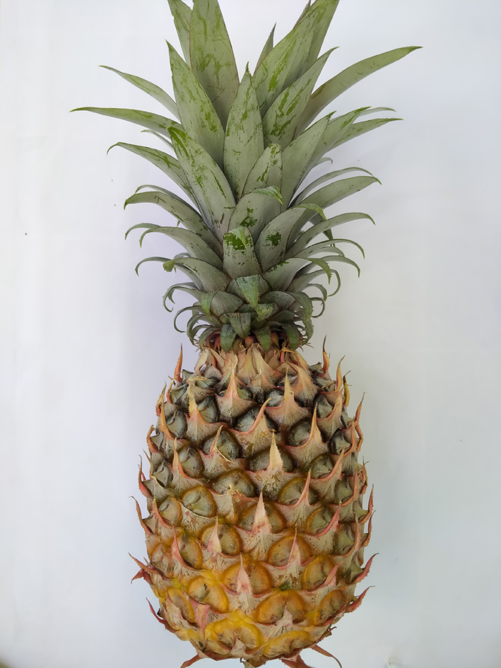 【黄梨01】佳选黄梨旺旺来