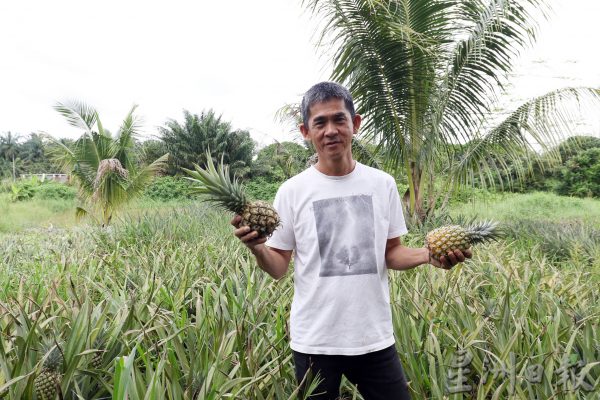 【黄梨01】佳选黄梨旺旺来