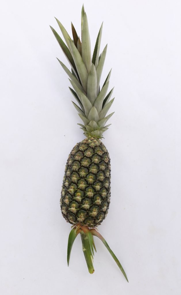 【黄梨01】佳选黄梨旺旺来