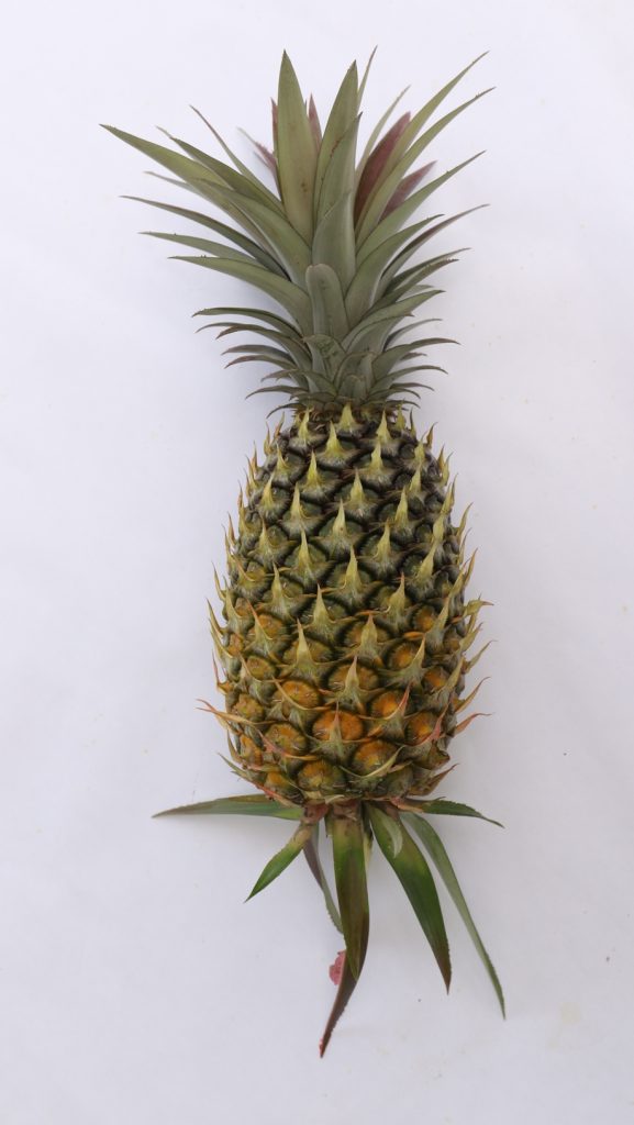 【黄梨01】佳选黄梨旺旺来