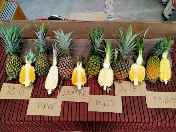 【黄梨01】佳选黄梨旺旺来