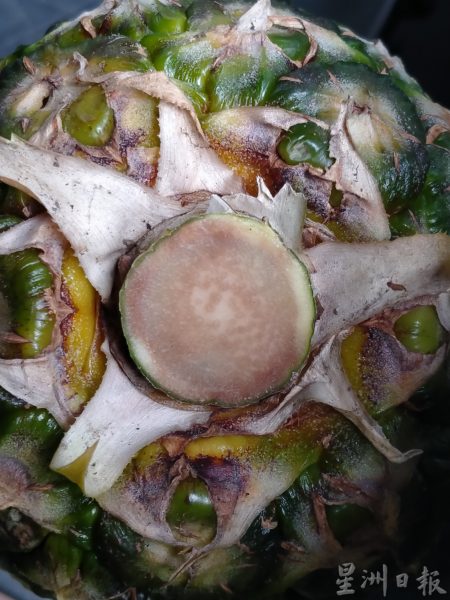 【黄梨02】精挑细选“旺来”到你家