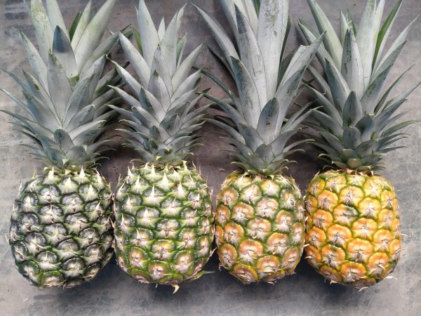 【黄梨02】精挑细选“旺来”到你家