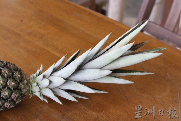 【黄梨02】精挑细选“旺来”到你家