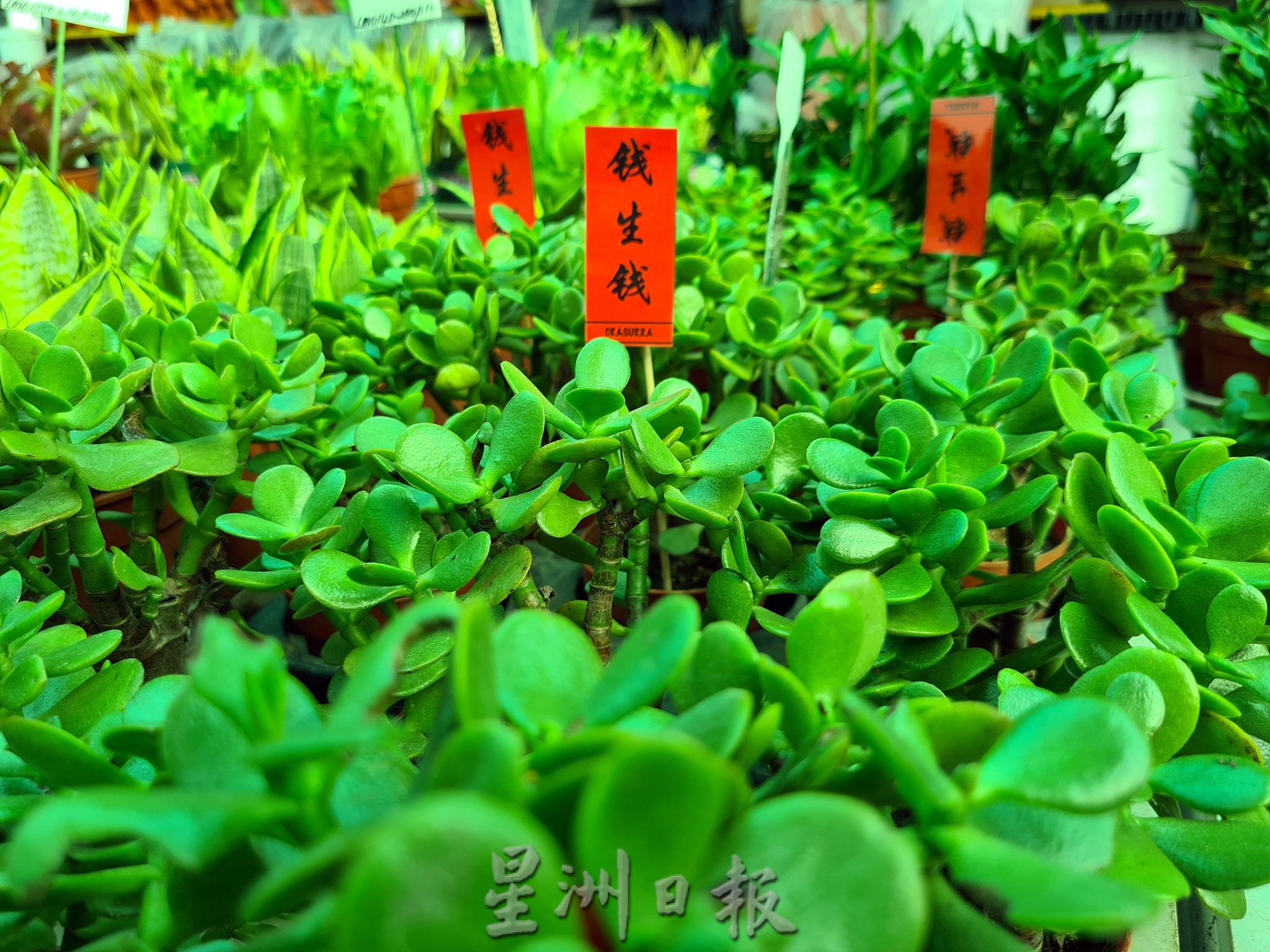 东:哥市年花盆栽陆续上市