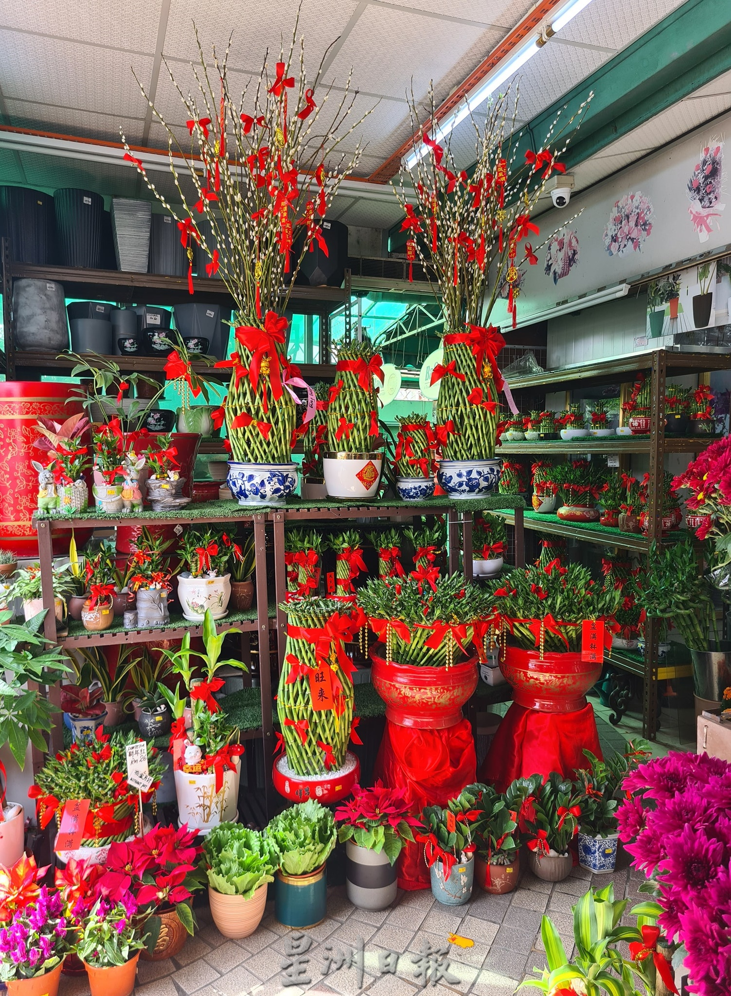 东:哥市年花盆栽陆续上市