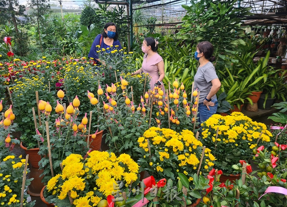 东:哥市年花盆栽陆续上市