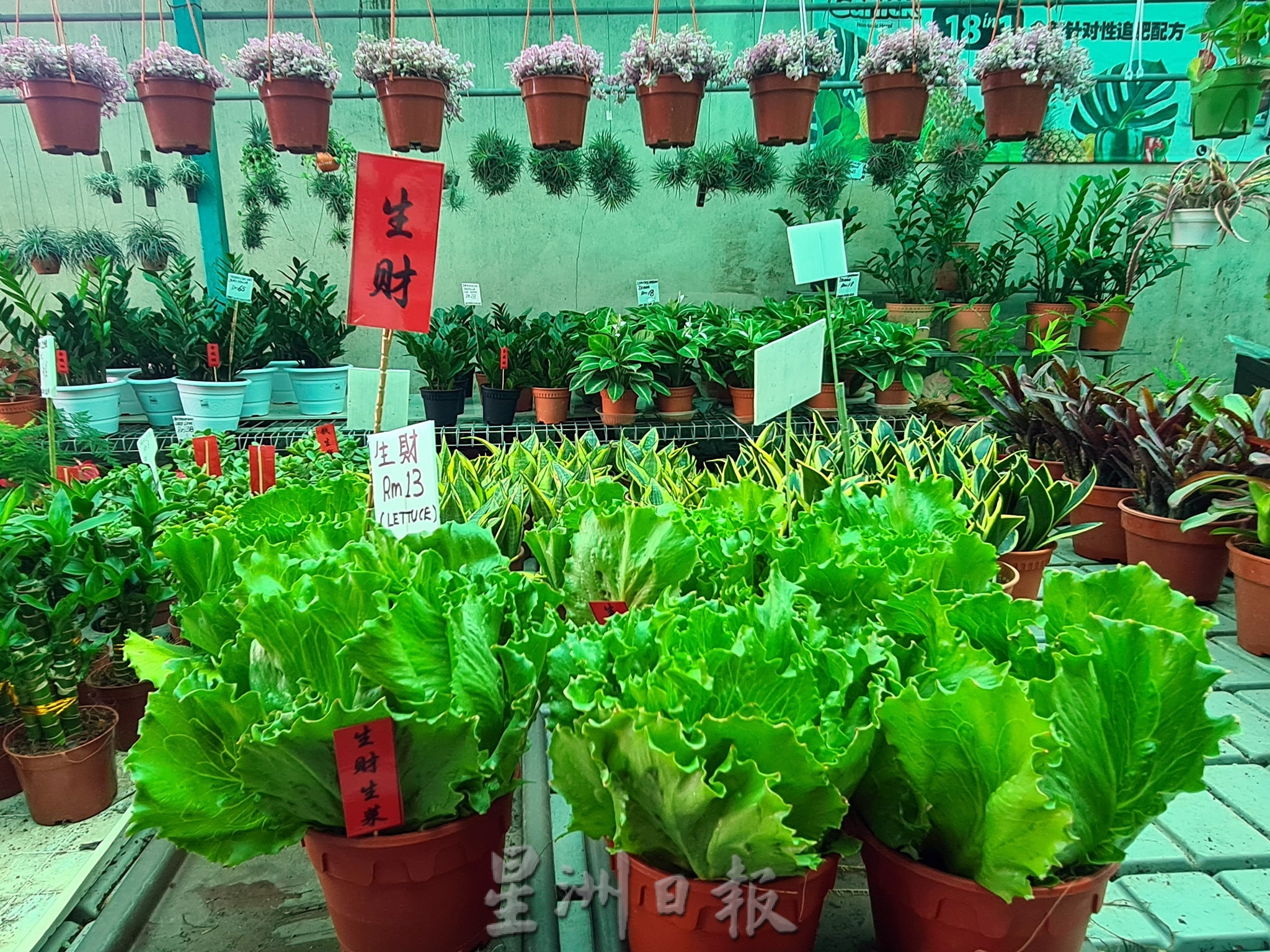 东:哥市年花盆栽陆续上市
