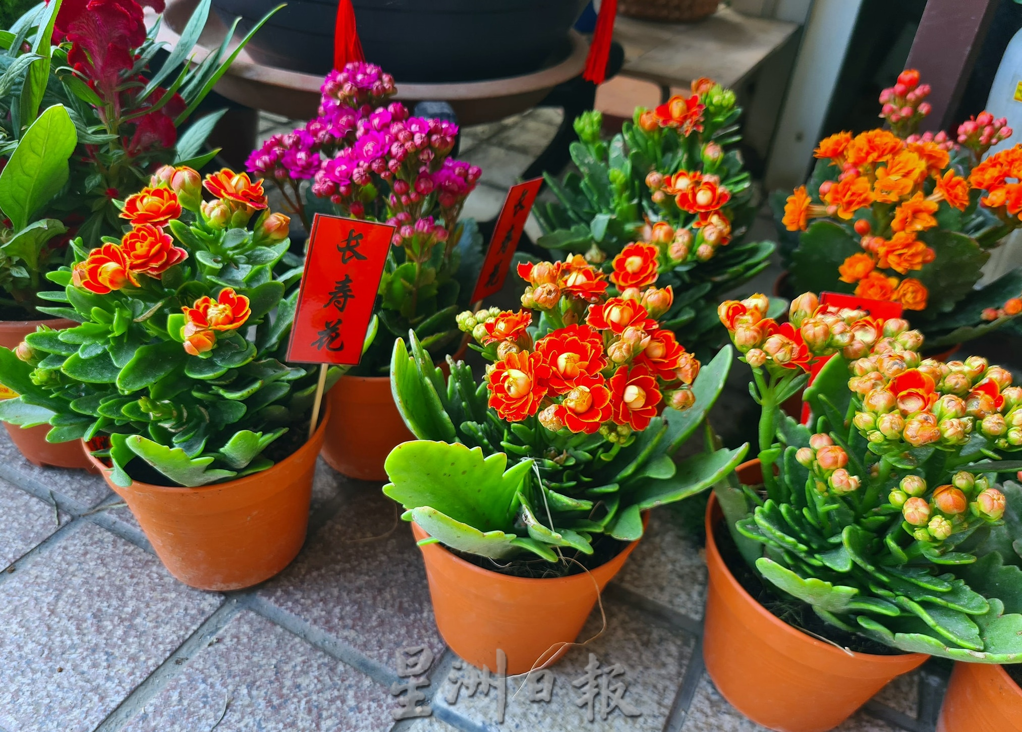 东:哥市年花盆栽陆续上市