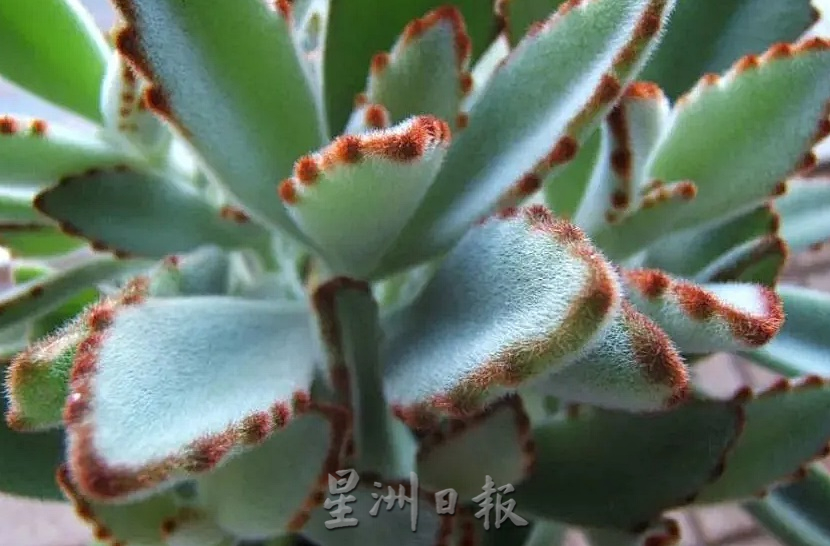 东:哥市年花盆栽陆续上市