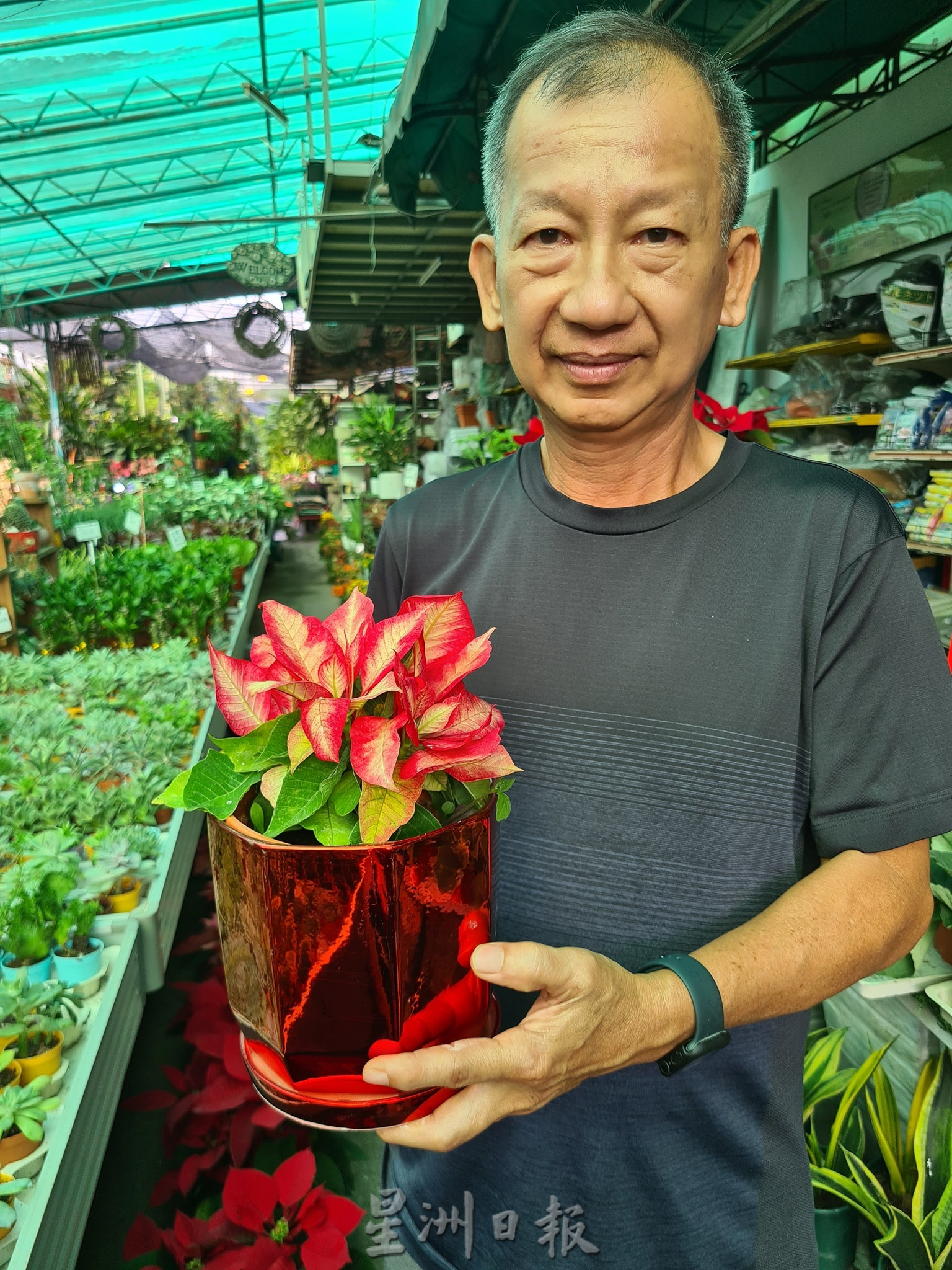 东:哥市年花盆栽陆续上市