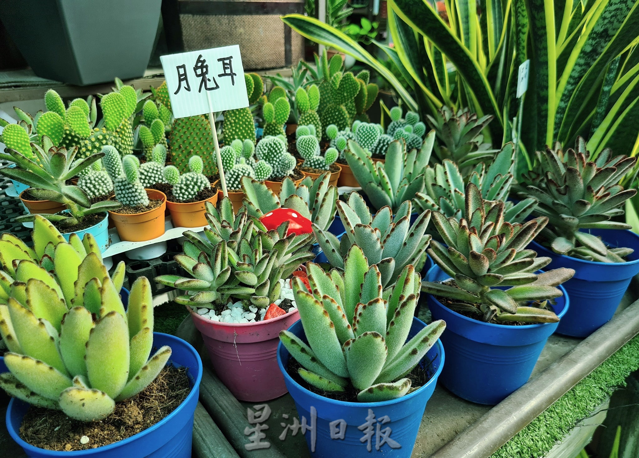 东:哥市年花盆栽陆续上市