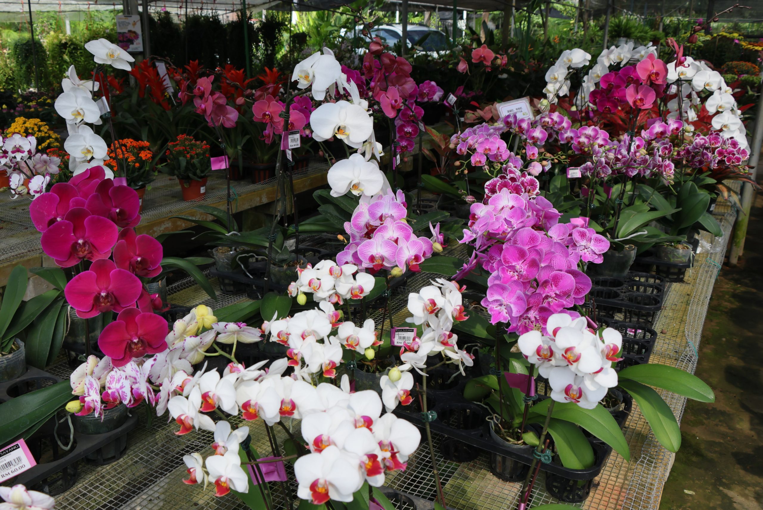东／画页：花圃百花争艳，春意盎然。