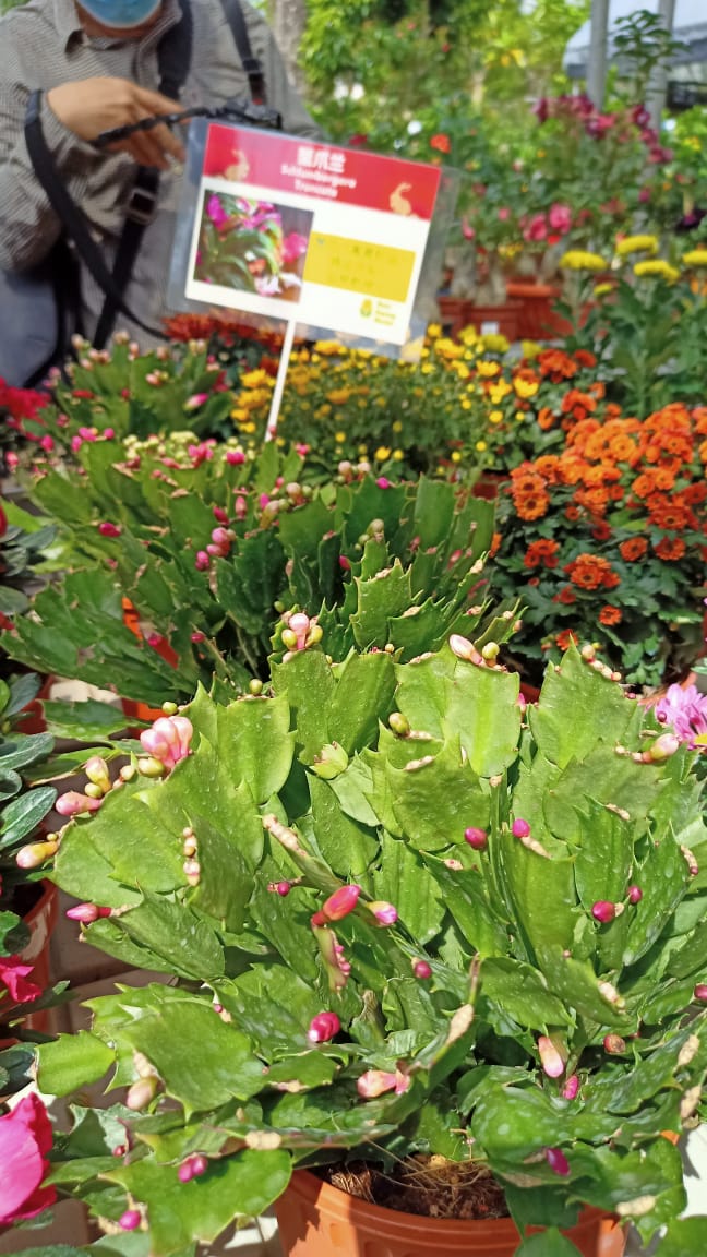 东／画页：花圃百花争艳，春意盎然。