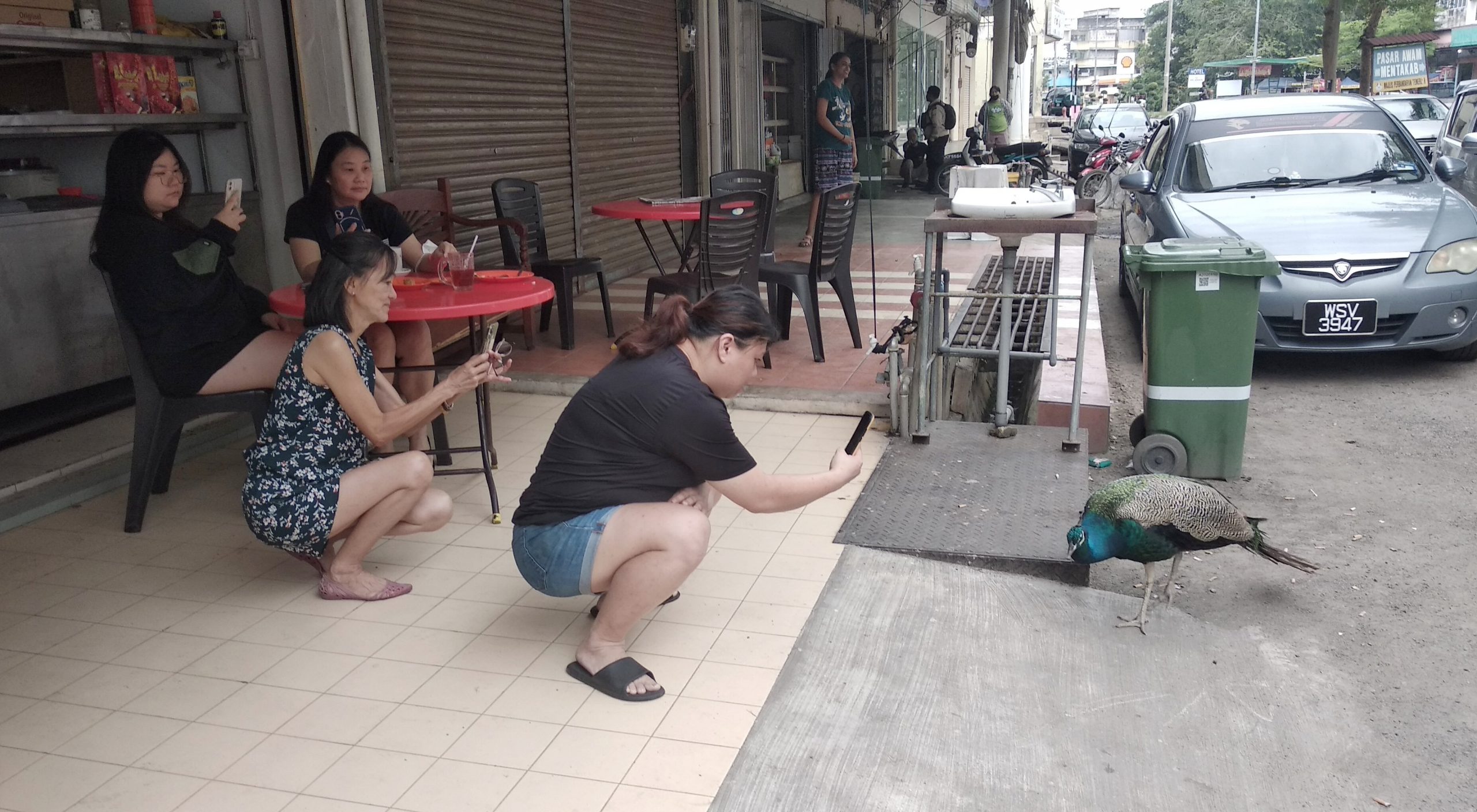 东:孔雀出现在文德甲闹市!