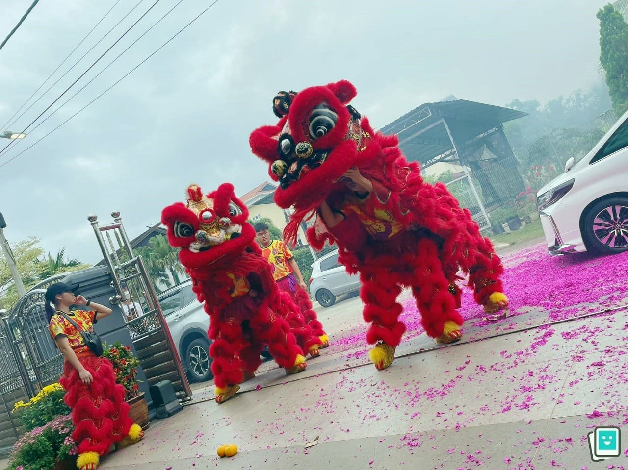 东：新年采青反应好 雨天无阻人们欢庆
