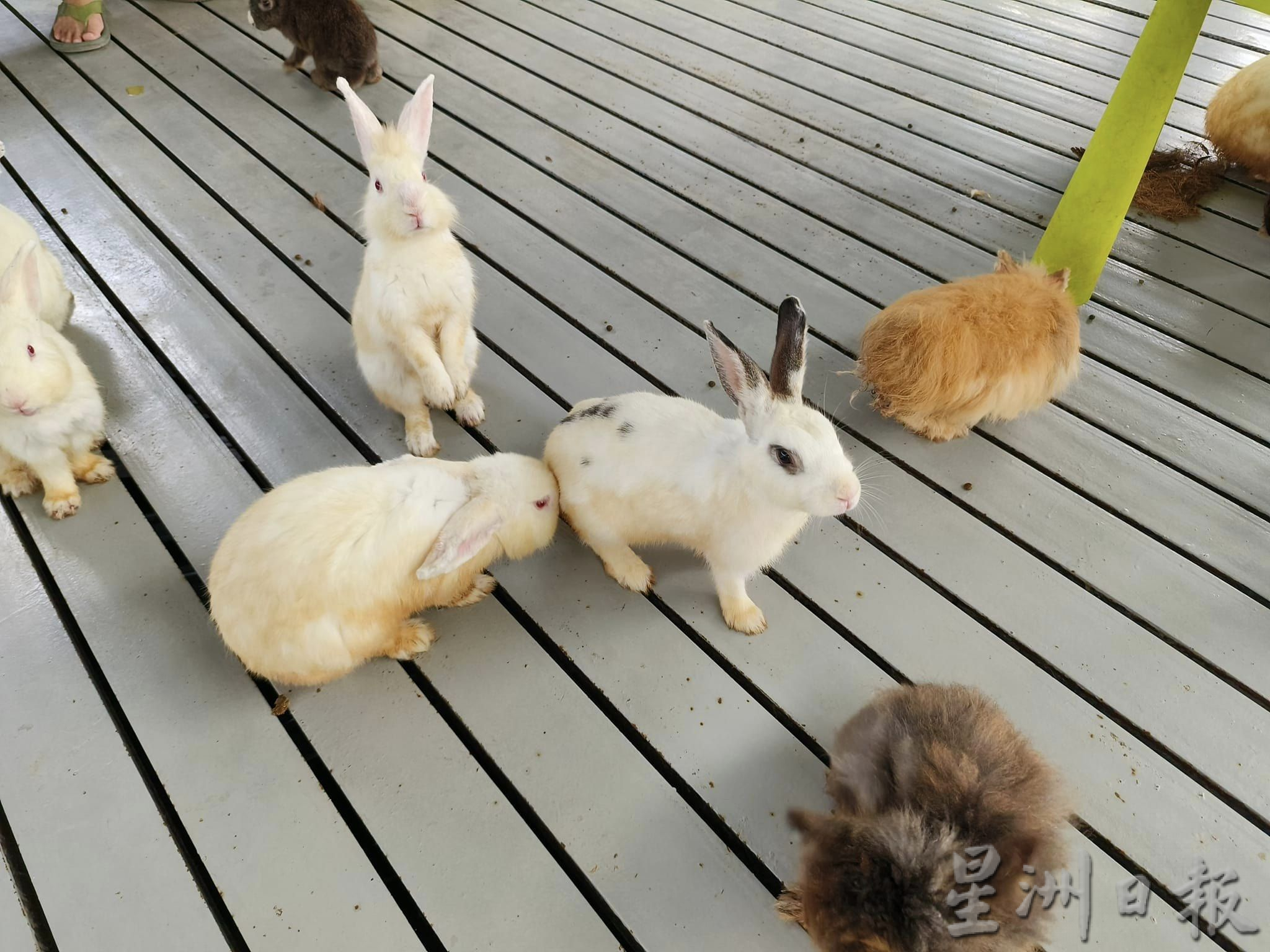 新春假期游兔子园放松身心灵,来个快乐亲子游