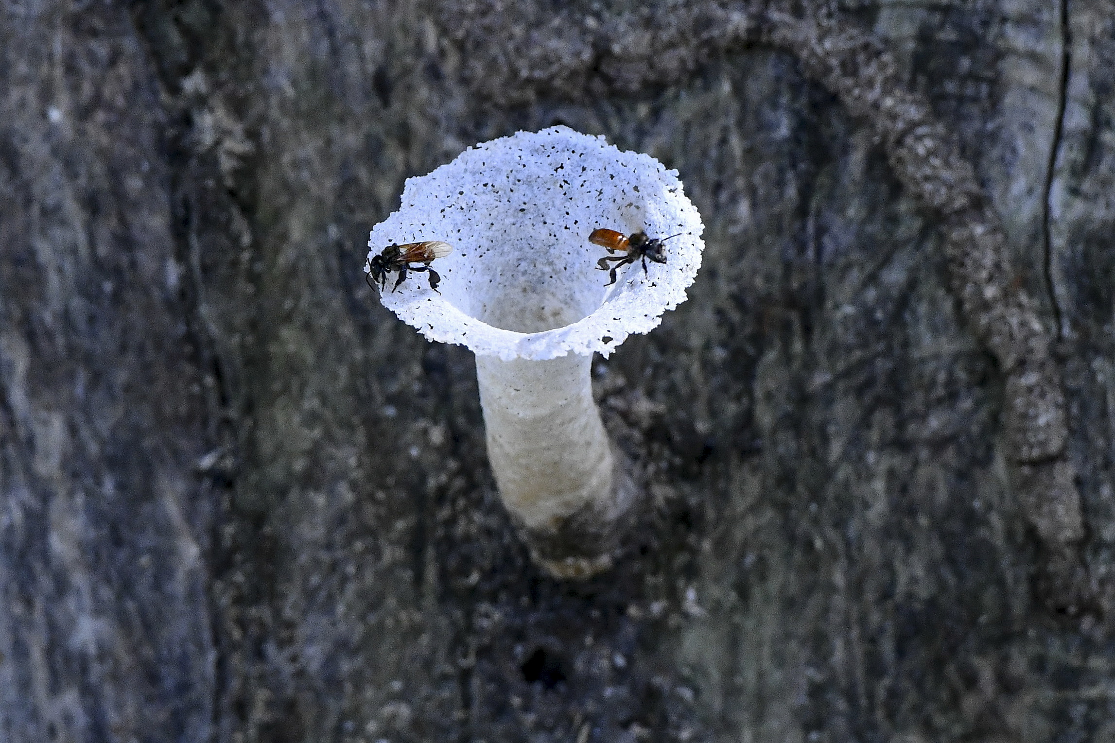 东:马来西亚登嘉楼大学印尼马来亚银蜂园已收集了20多种独特和稀有银锋