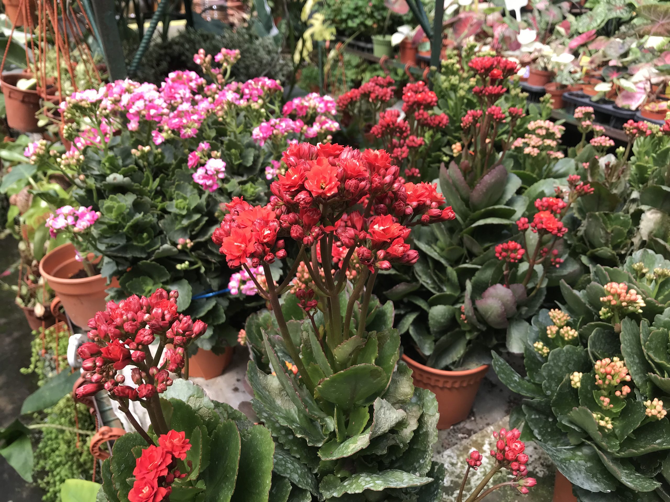 今年会比去年好! 业者看好年花市场