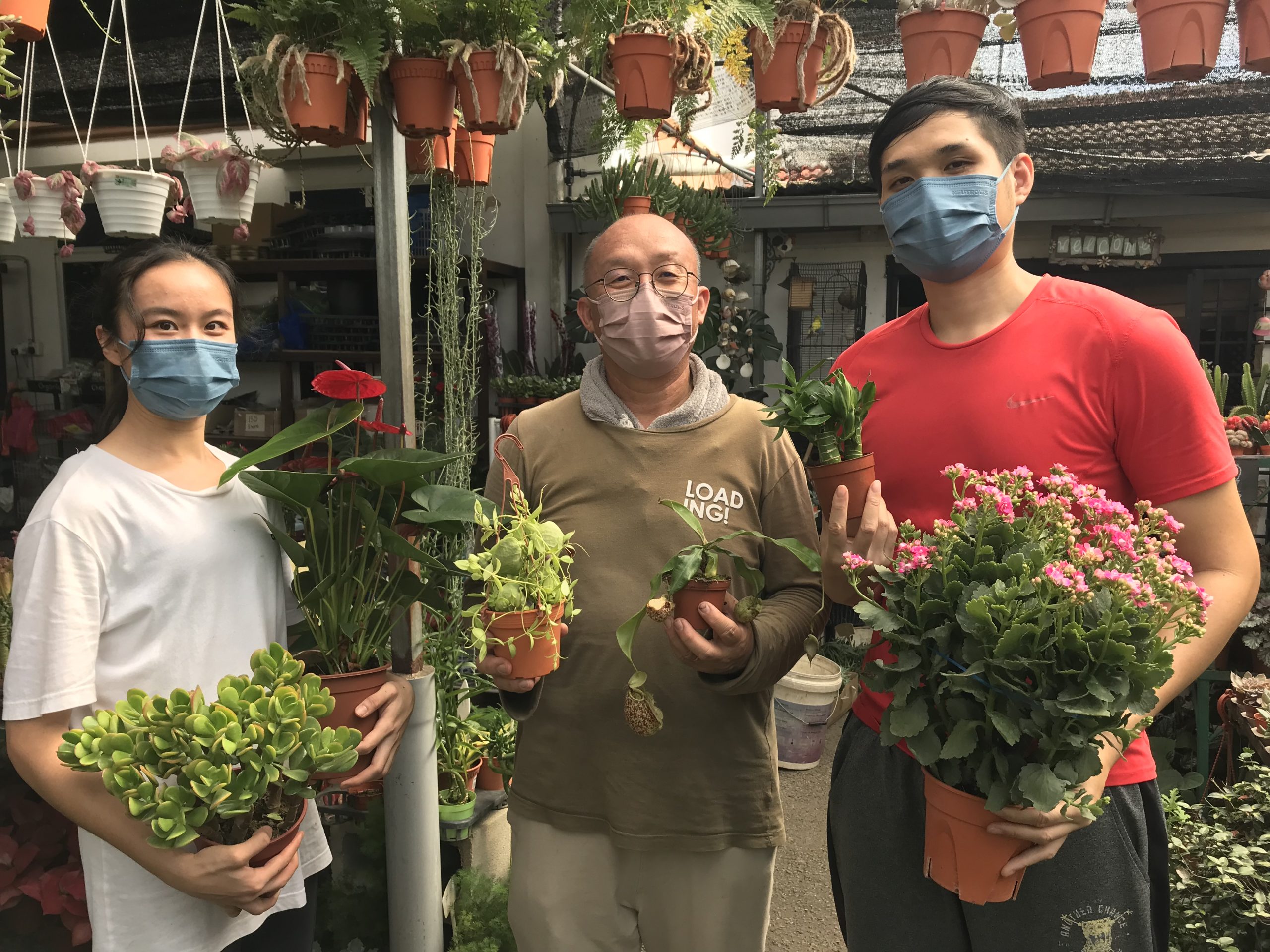 今年会比去年好! 业者看好年花市场